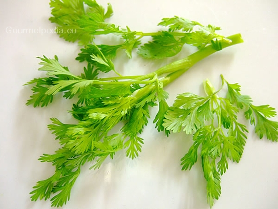 Coriander