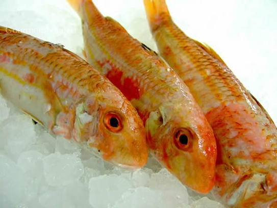 Red mullet