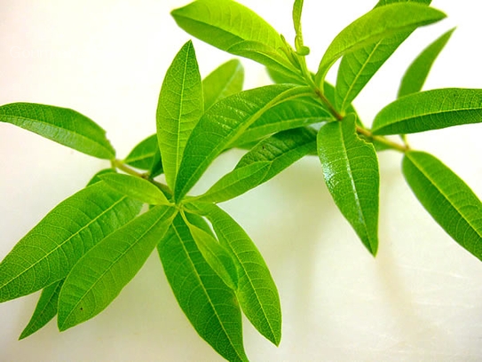 Lemon verbena