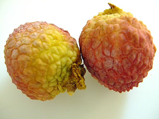 Litchi