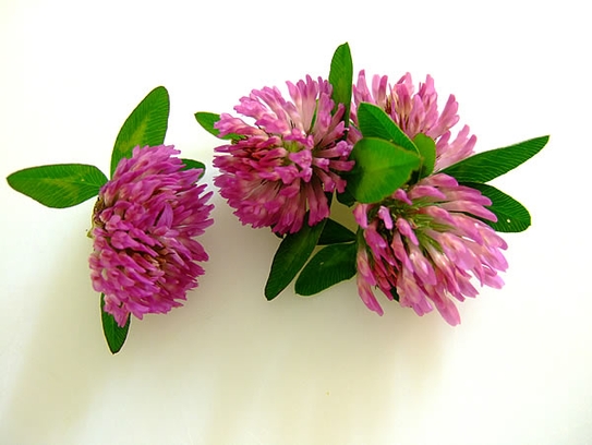 Red clover