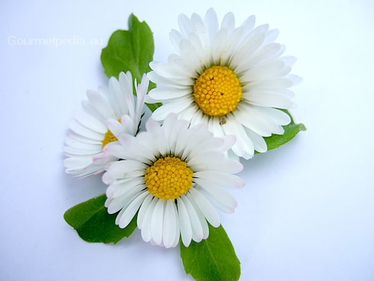 Commondaisy