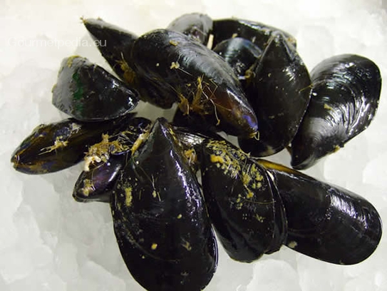 Mussels