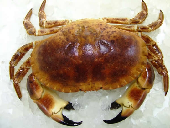 Giant crab