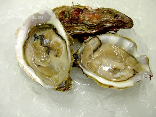 Oysters