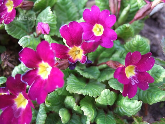 Primula