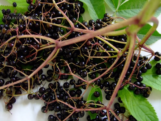 Elderberry