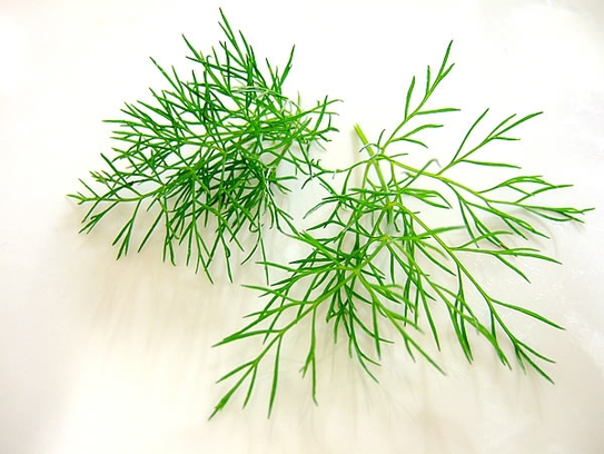 Fennel