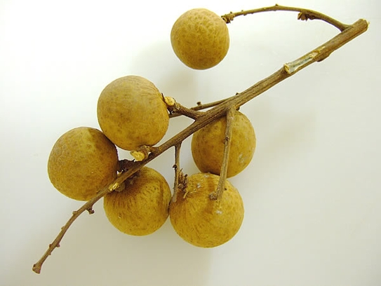 Longan