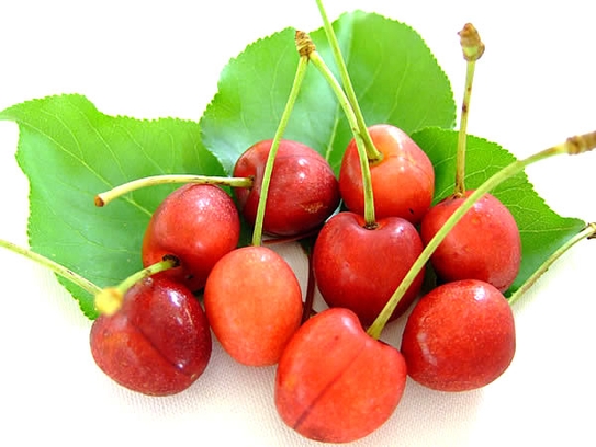 Wild cherry