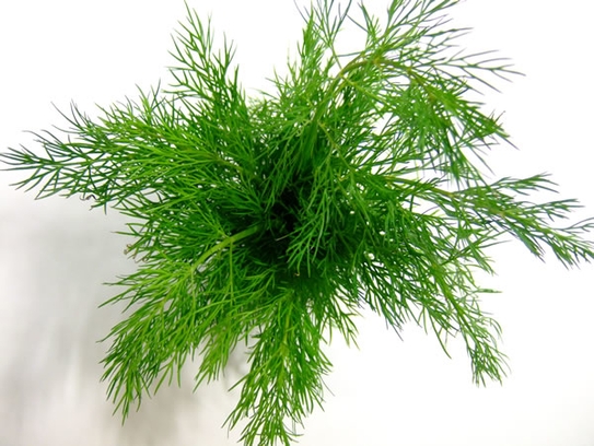 Dill