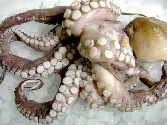 Octopus