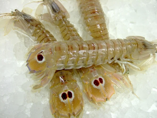 Mantis shrimps