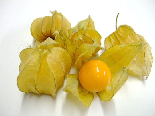 Cape gooseberry