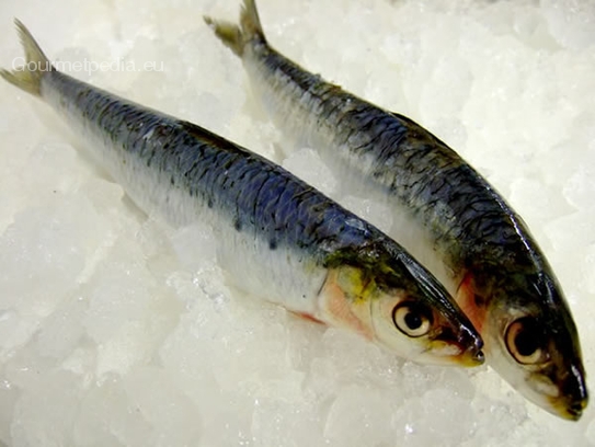 Sardinas