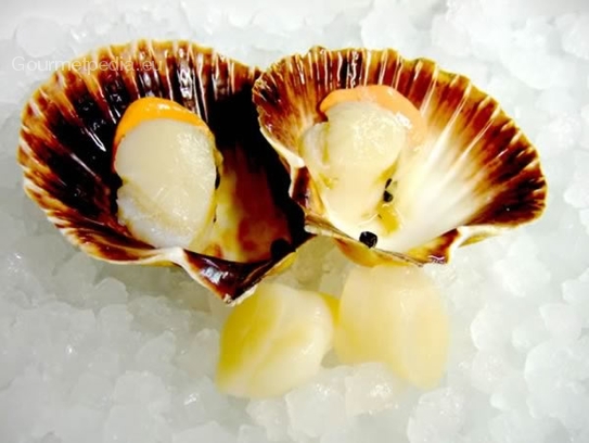 Scallops