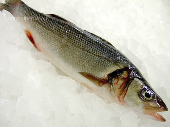 Sea bass