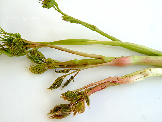 Wild asparagus