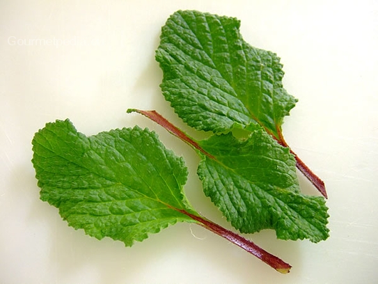 Borage leaves