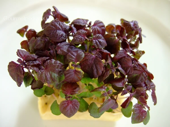 Shiso seedlings