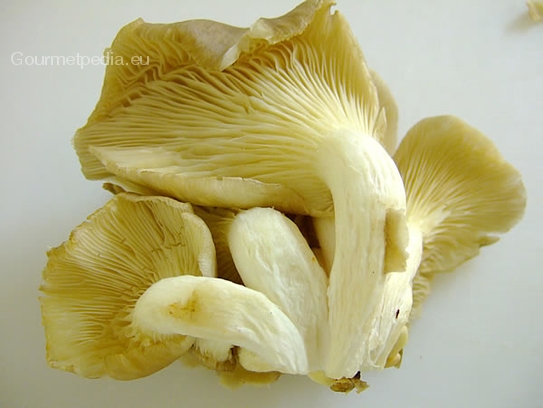 Oyster mushrooms