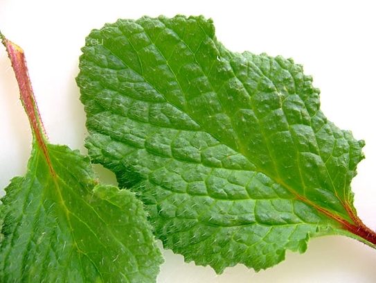 Borage leaves