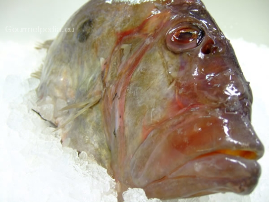 John Dory