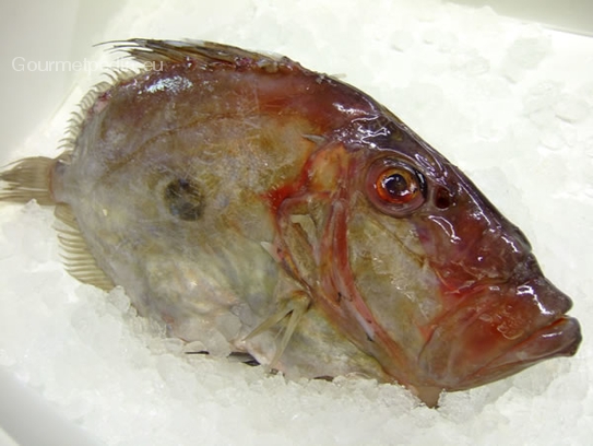 John Dory