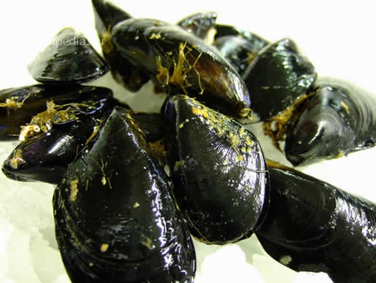 Mussels