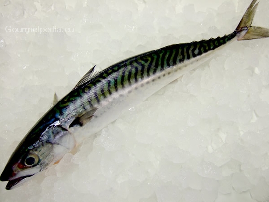 Mackerel