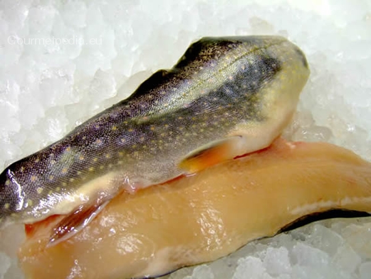 Brook trout