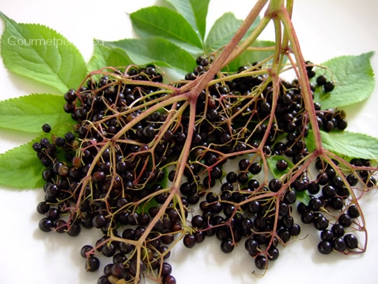 Elderberry