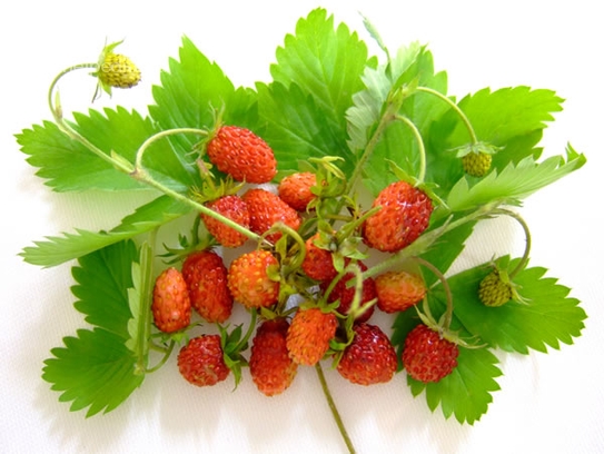 Wild strawberry