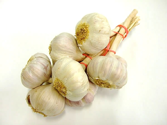 Garlic