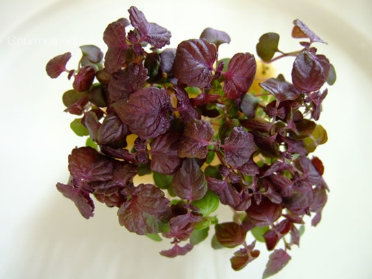 Shiso seedlings