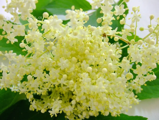 Elderberry blossom