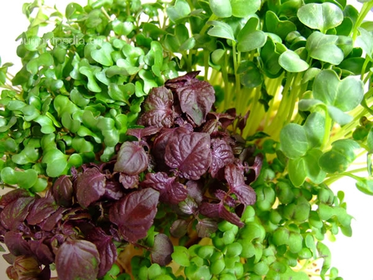 Shiso seedlings