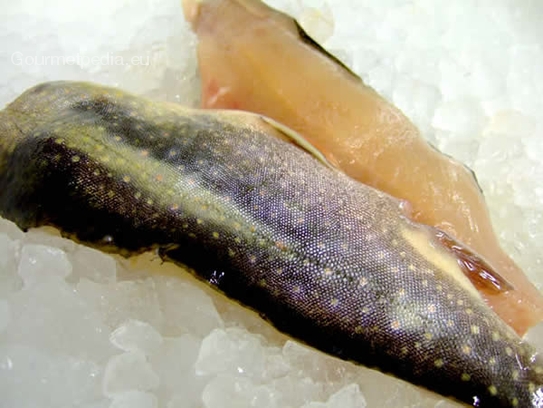 Brook trout