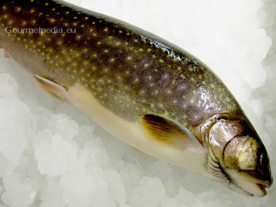 Brook trout