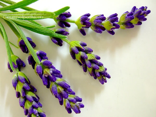 Lavender blossoms