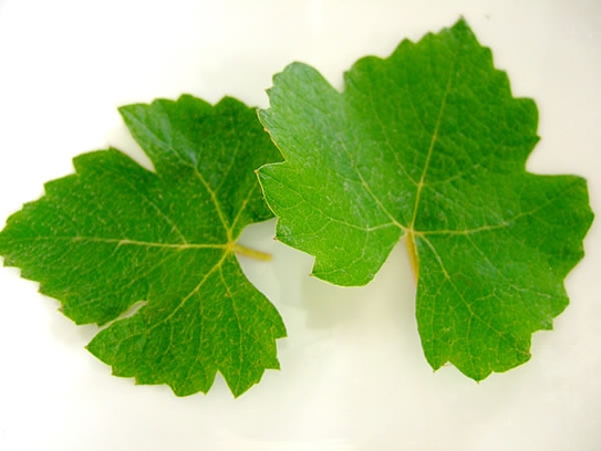 Vine leaves