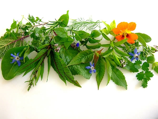 Fresh garden herbs and blossoms