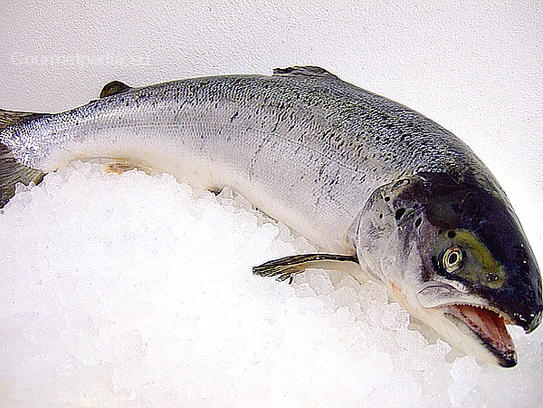 Verwenden Sie nur fangfrischen Lachs im Ganzen oder Filets