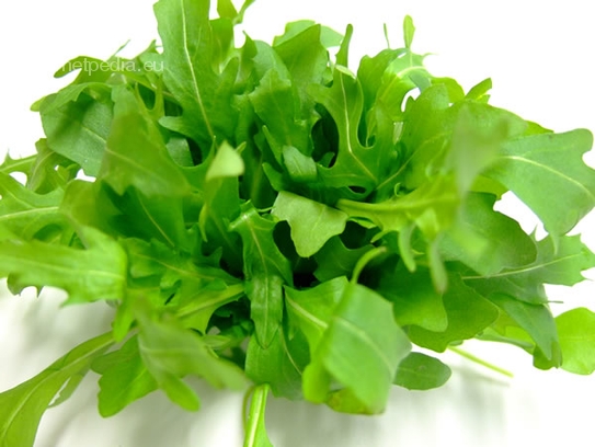 Rucola / Rocket