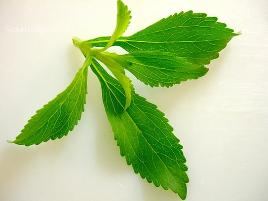 Stevia