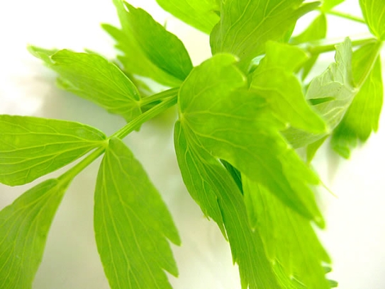 Lovage