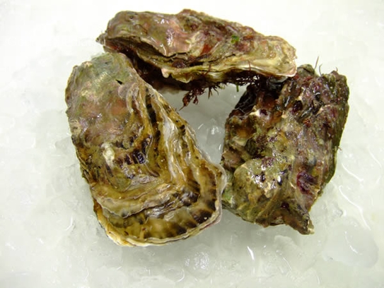 Oysters