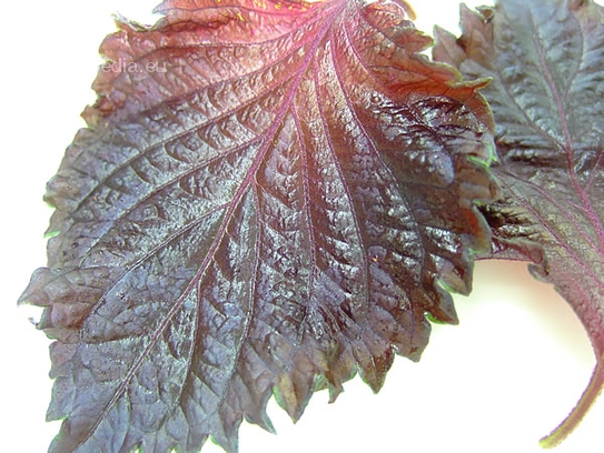 Red Shiso leaves