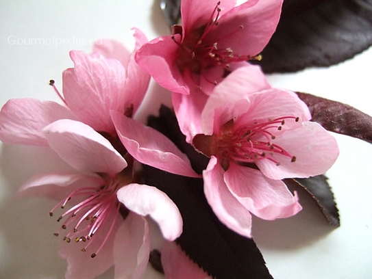 Peach blossoms