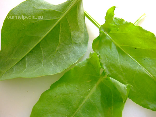 Sorrel leaves